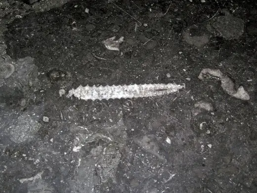 Slab surface: Stereospyroceras sp. (fossil cephalopod) in limestone (Champlain Black Marble) (Crown Poin