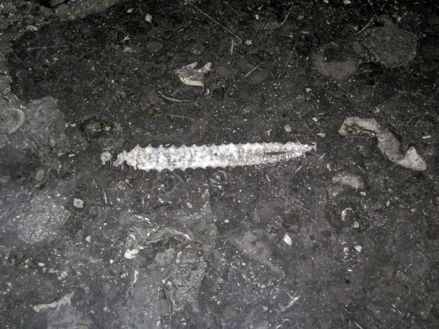 Slab surface: Stereospyroceras sp. (fossil cephalopod) in limestone (Champlain Black Marble) (Crown Poin