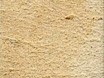 Gemünda arenaria