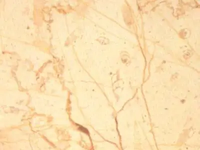 Gölpazari Bej limestone