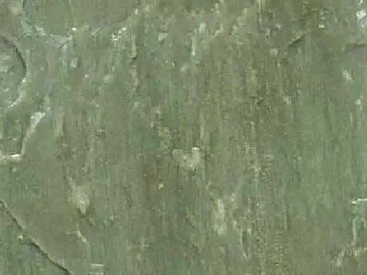 Green Limestone ardoise, échantillon poli – Marmi di Carrara – gris, vert (1)
