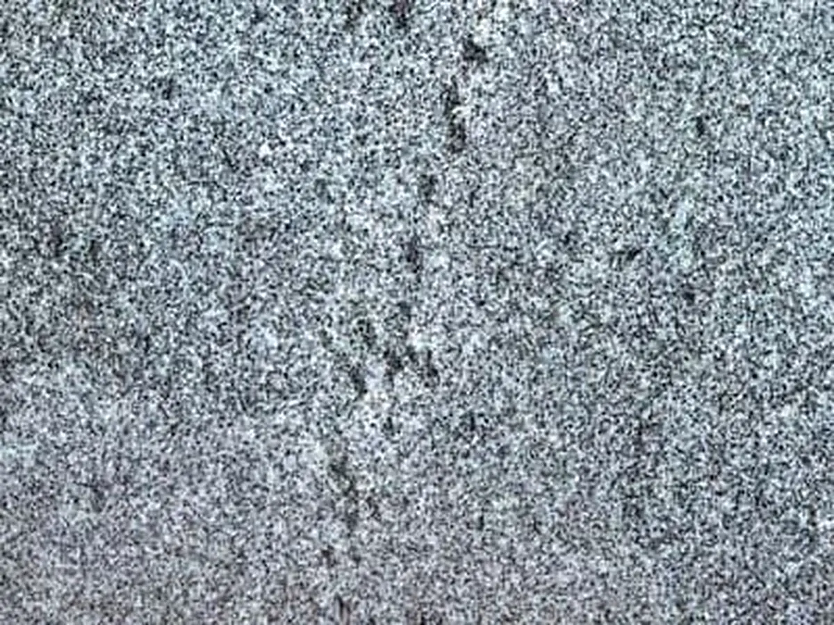 Herrnholz granit, échantillon poli – Marmi di Carrara – gris, gris clair (1)