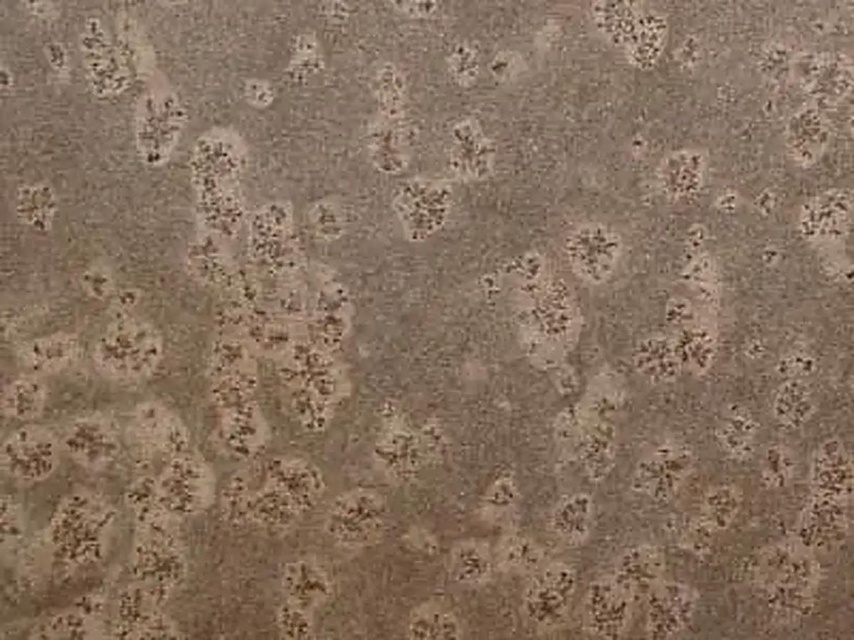 Juparaná Yellow Sun granite polished sample – Marmi di Carrara – grey, green (1)