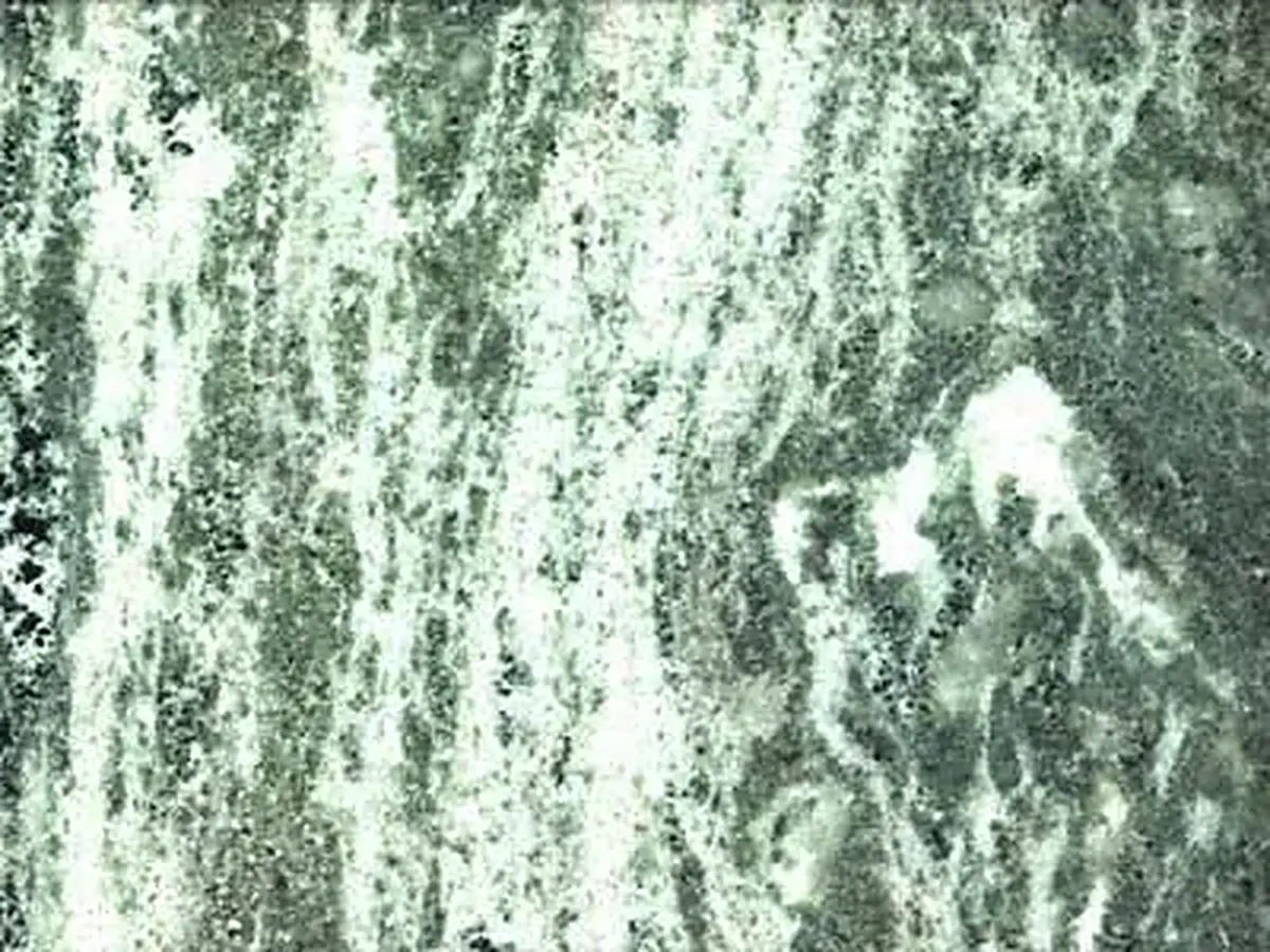 Kolmarden marble polished sample – Marmi di Carrara – grey, green (1)