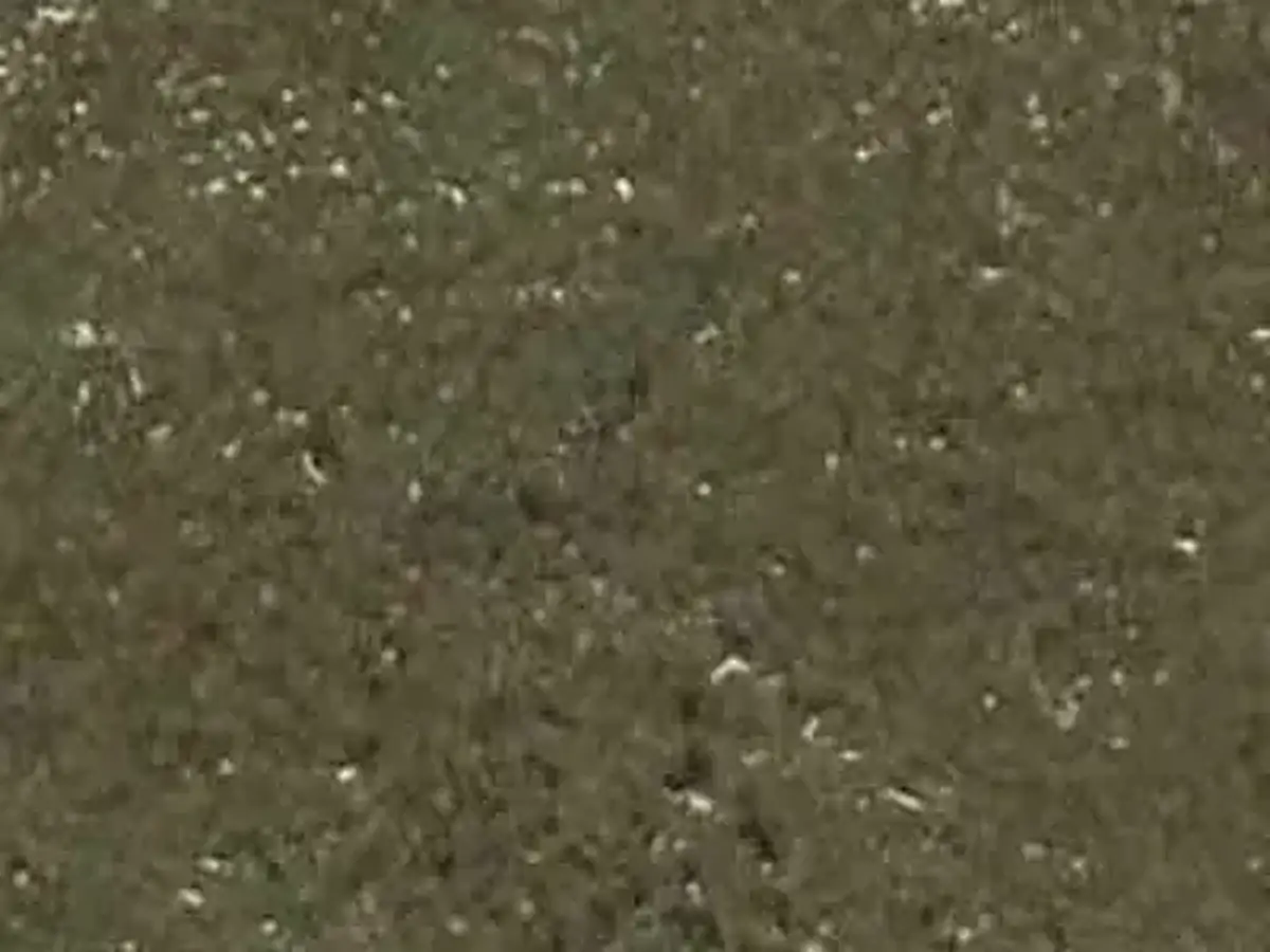 Kotah slate polished sample – Marmi di Carrara – brown, charcoal (1)