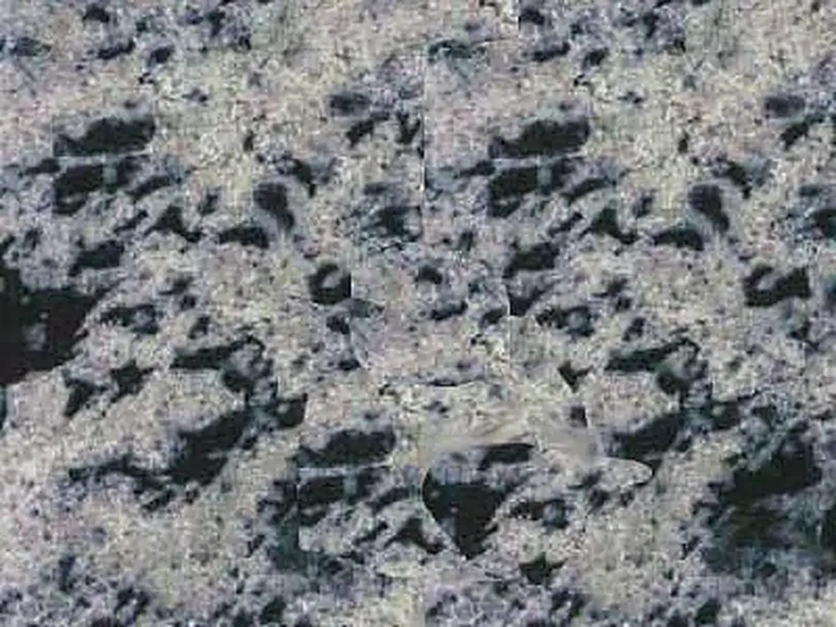 Lake Placid Blue granit, échantillon poli – Marmi di Carrara – gris, anthracite (1)