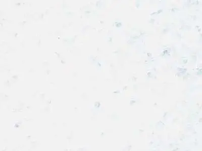 M 6101 marmo, campione lucido – Marmi di Carrara – bianco (1)