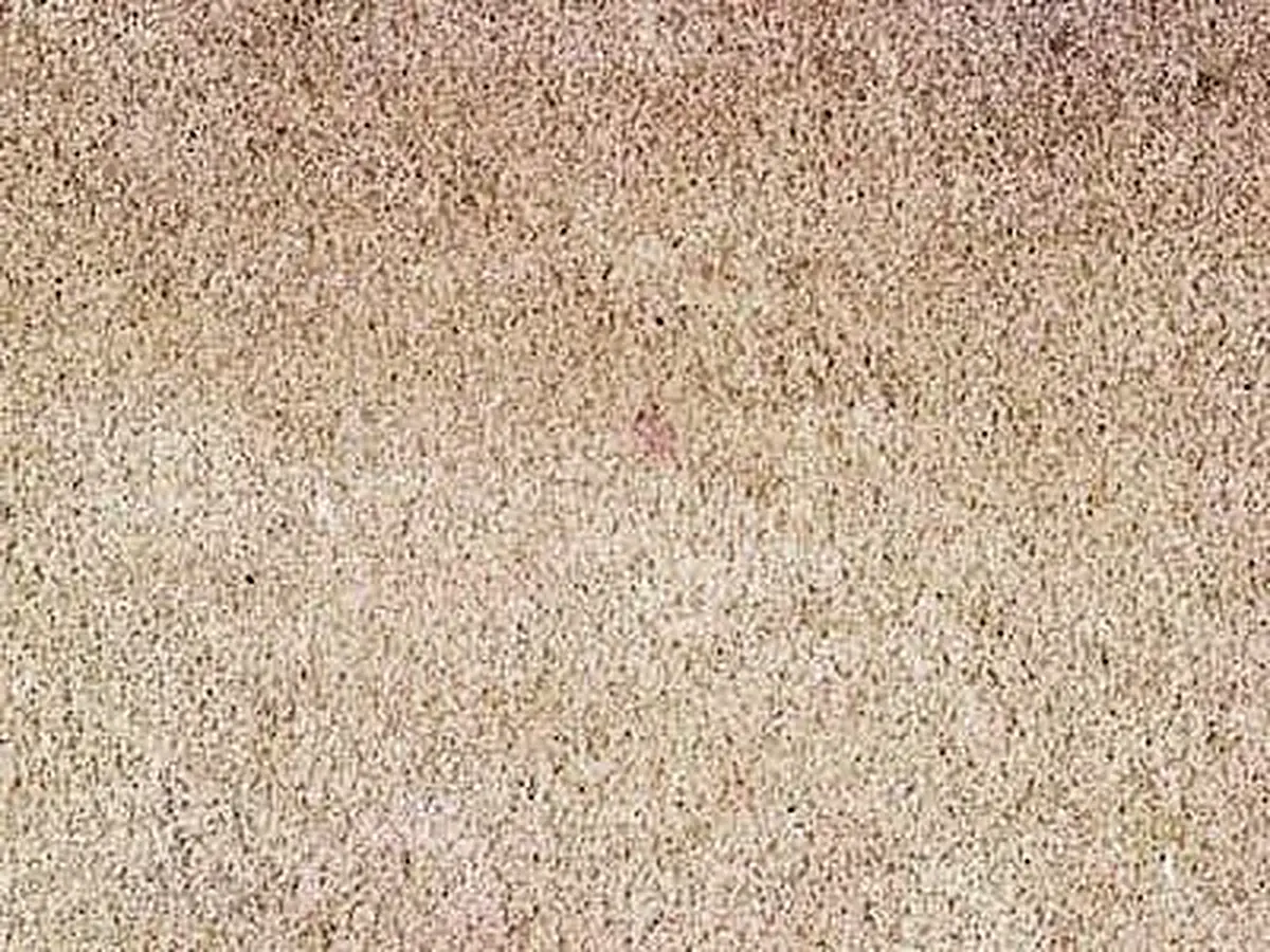 Mölten arenaria, campione lucido – Marmi di Carrara – beige (1)