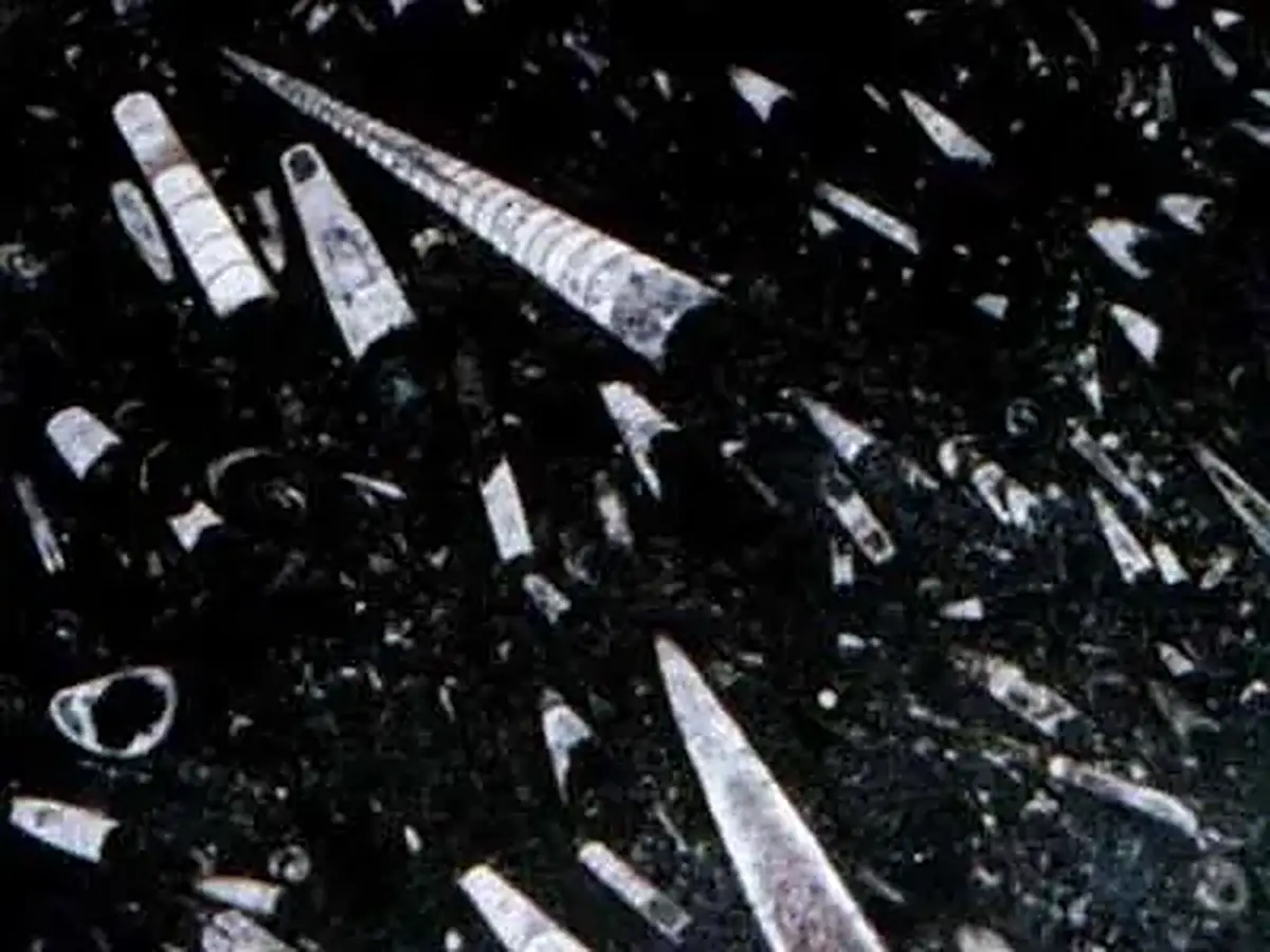 Moroccan Fossile Black известняк, полированный образец – Marmi di Carrara – чёрный, антрацитовый (1)