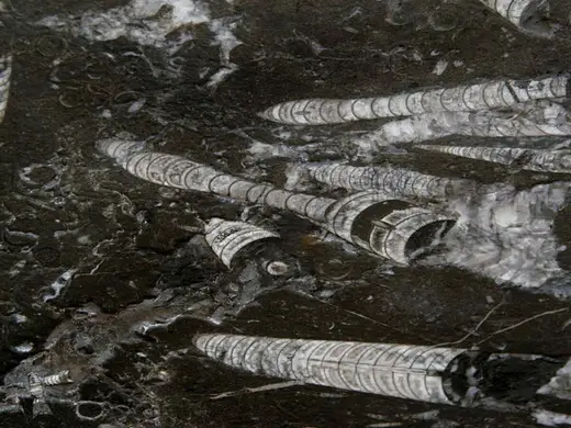 Nero Fossile marble slab surface – Marmi di Carrara – black, grey (1)