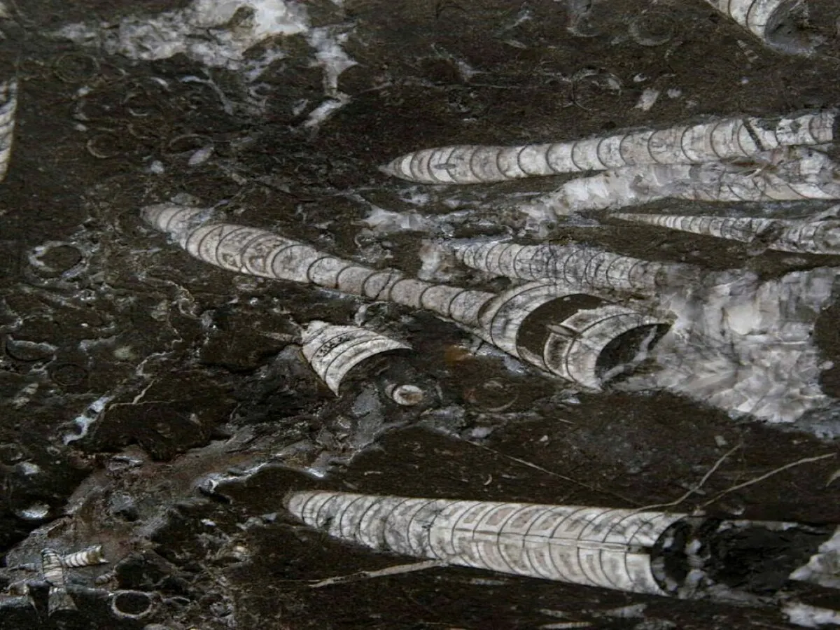 Nero Fossile marble slab surface – Marmi di Carrara – black, grey (1)