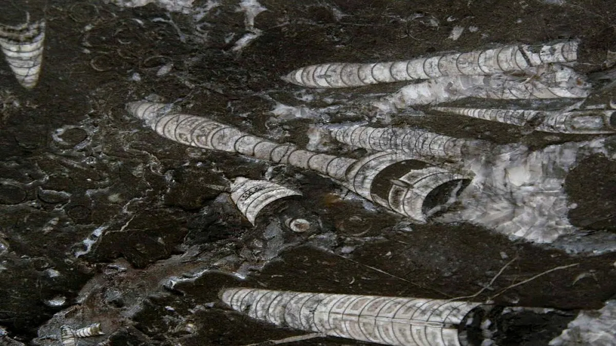 Nero Fossile marble slab surface – Marmi di Carrara – black, charcoal (3)