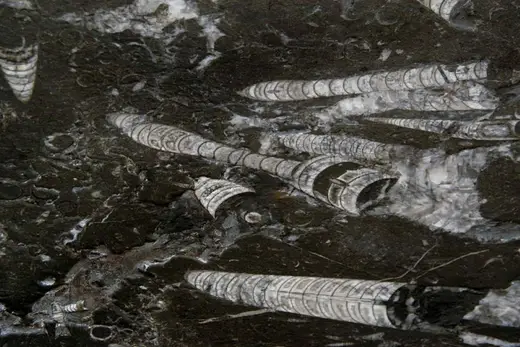 Nero Fossile marble slab surface – Marmi di Carrara – black, charcoal (4)