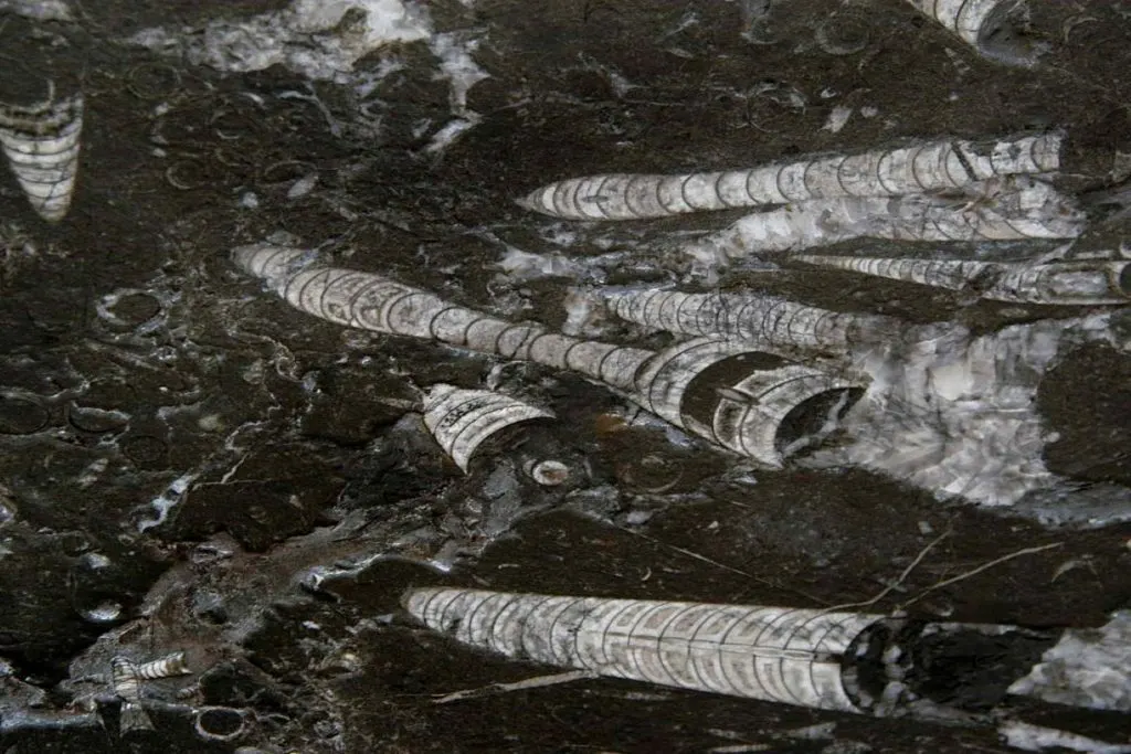 Nero Fossile mármol, superficie de losa – Marmi di Carrara – negro, antracita (4)