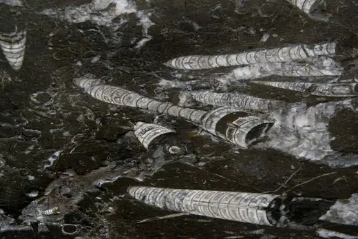 Nero Fossile marble slab surface – Marmi di Carrara – white, charcoal (5)