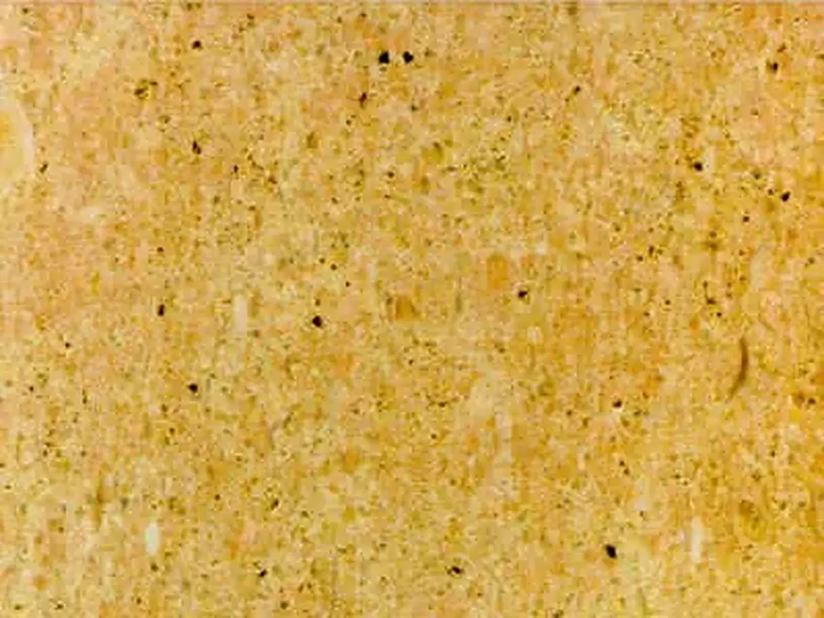 Niwala Gold Kalkstein, polierte Probe – Marmi di Carrara – gold, beige (1)