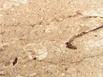 Nocciolato Scuro limestone