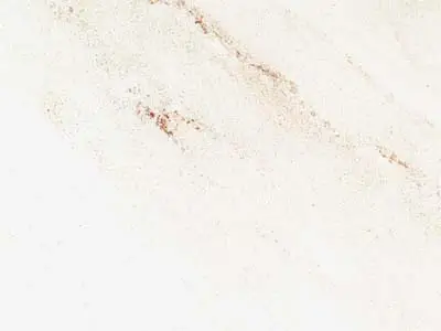 Palissandro marble polished sample – Marmi di Carrara – grey, light grey (16)