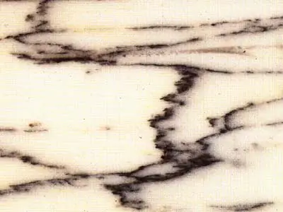 Pavonazzetto marmo, campione lucido – Marmi di Carrara – bianco, avorio (1)