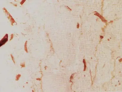 Perlato Sicilia мрамор, полированный образец – Marmi di Carrara – светло-серый, бежевый (9)