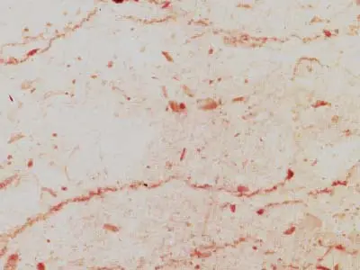 Perlato Sicilia F limestone polished sample – Marmi di Carrara – light grey, beige (1)