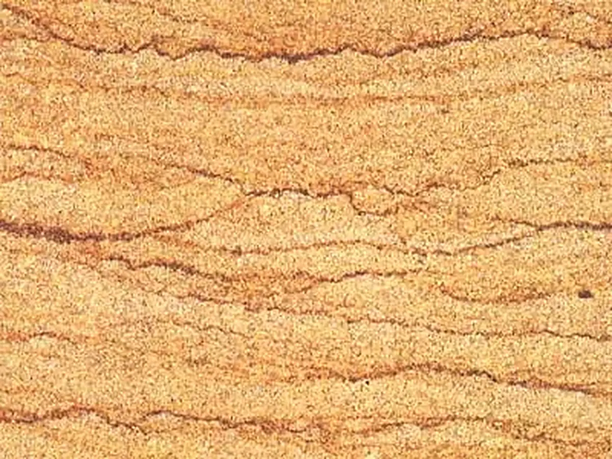 Pietra Dorata Sandstein, polierte Probe – Marmi di Carrara – beige, gold (1)