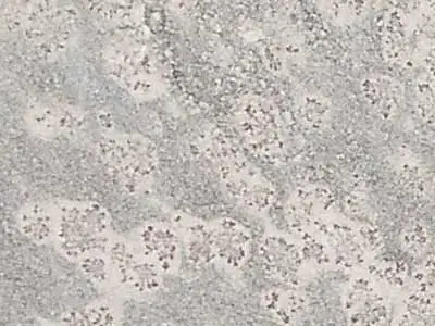 Prata Ornamental granito, muestra pulida – Marmi di Carrara – gris claro, marfil (1)