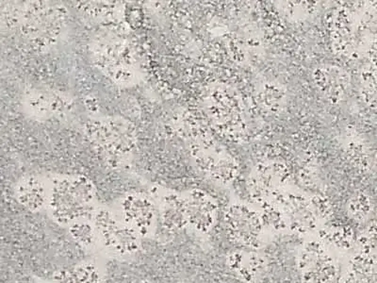 Prata Ornamental granito, muestra pulida – Marmi di Carrara – gris claro, marfil (1)