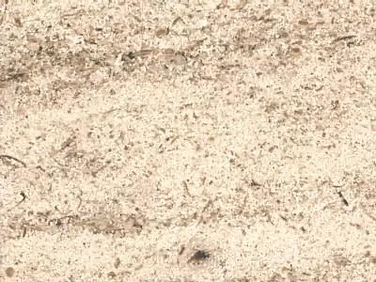 Ravieres St. Nicolas limestone polished sample – Marmi di Carrara – ivory, beige (1)