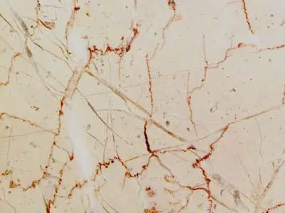 Rosa Atlantide limestone polished sample – Marmi di Carrara – ivory, pink (1)