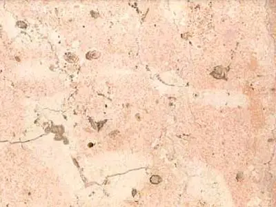 Rosa Coral (mex.) известняк, полированный образец – Marmi di Carrara – слоновая кость, бежевый (1)
