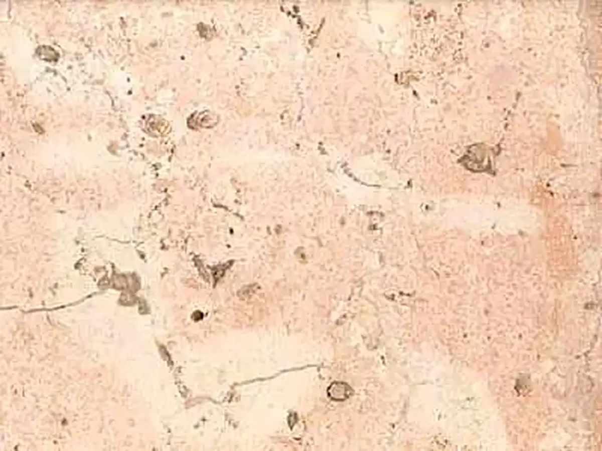 Rosa Coral (mex.) известняк, полированный образец – Marmi di Carrara – слоновая кость, бежевый (1)