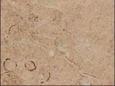 Rosa Zarci Kalkstein, polierte Probe – Marmi di Carrara – beige, gold (1)