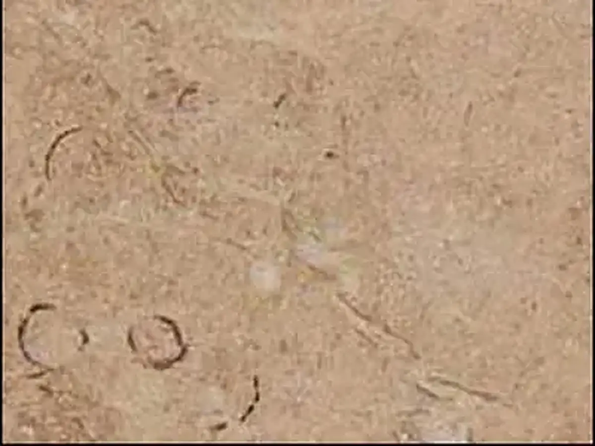 Rosa Zarci Kalkstein, polierte Probe – Marmi di Carrara – beige, gold (1)