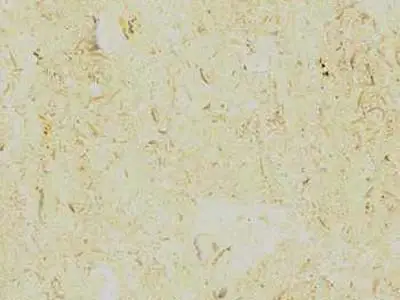 Sinai Pearl limestone