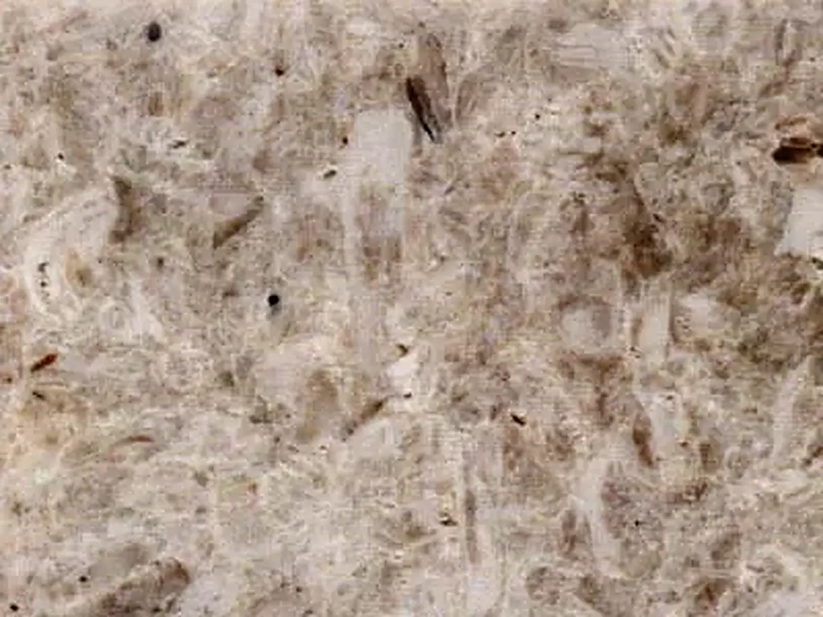 Spuma di Mare calcare, campione lucido – Marmi di Carrara – grigio, beige (1)