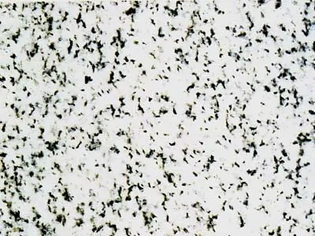 Storen Granitt granite polished sample – Marmi di Carrara – white, light grey (1)