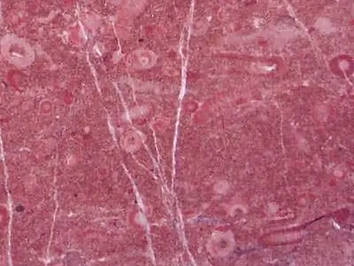 Taurus Cherry limestone polished sample – Marmi di Carrara – violet, grey (1)