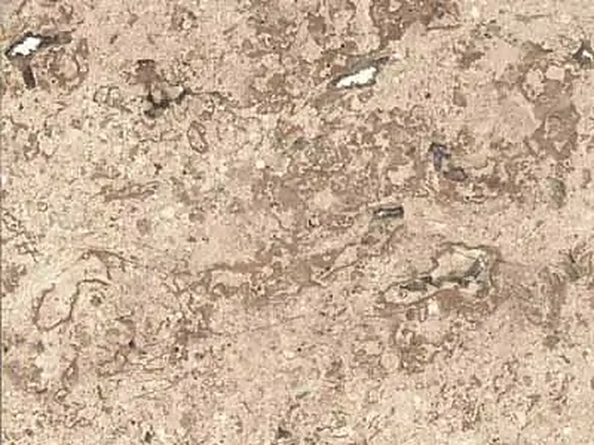 Tepexi Fiorito travertino, muestra pulida – Marmi di Carrara – beige, gris (1)