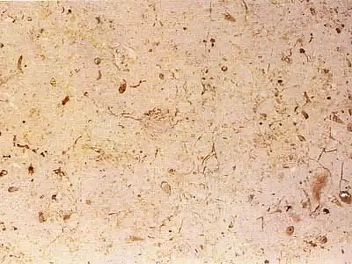 Trani Cocciolato Kalkstein, polierte Probe – Marmi di Carrara – beige, elfenbein (1)