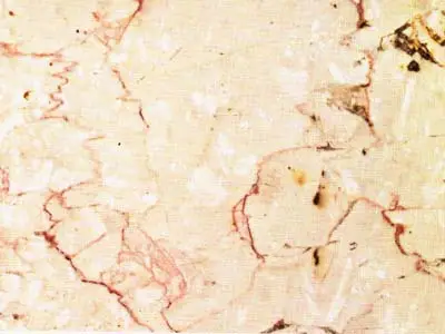 Trani Fiorito известняк, полированный образец – Marmi di Carrara – слоновая кость, бежевый (1)