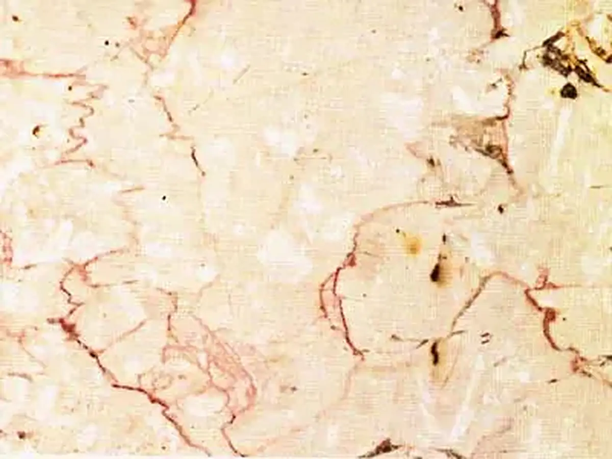Trani Fiorito известняк, полированный образец – Marmi di Carrara – слоновая кость, бежевый (1)