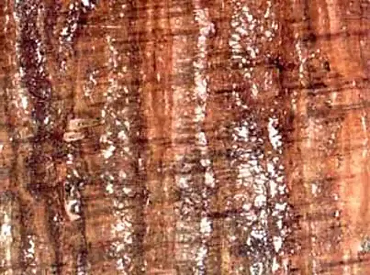 Travertino Rojo travertine polished sample – Marmi di Carrara – gold, rust red (1)