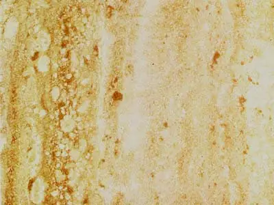 Travertino Toscano travertino, campione lucido – Marmi di Carrara – beige, oro (1)