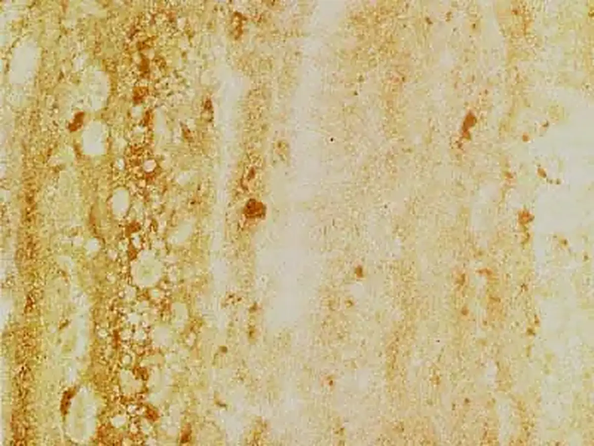 Travertino Toscano travertino, campione lucido – Marmi di Carrara – beige, oro (1)