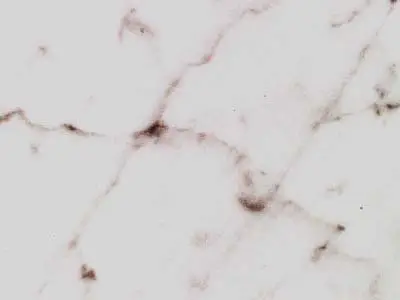 Uliano Venato Marmor, polierte Probe – Marmi di Carrara – elfenbein, hellgrau (1)