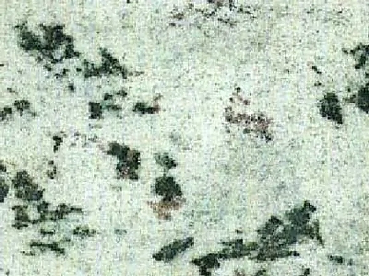 Verde Eucalipto granit, échantillon poli – Marmi di Carrara – ivoire, gris clair (1)