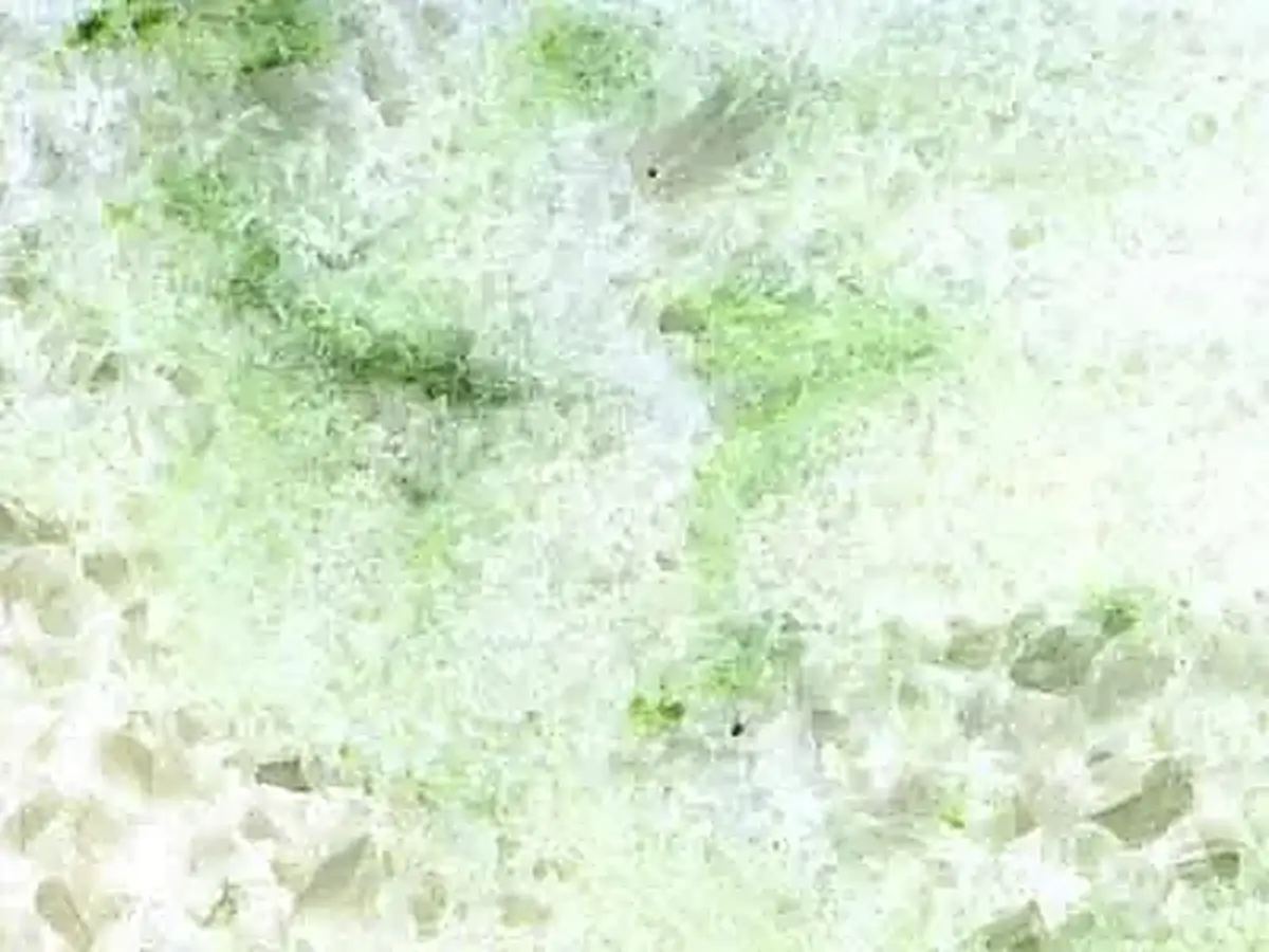 Verde Panama marble polished sample – Marmi di Carrara – white, ivory (1)