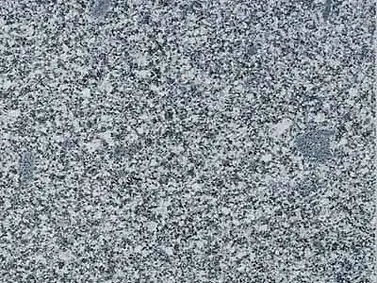 Westlausitzer Granodiorit granite polished sample – Marmi di Carrara – grey, light grey (1)