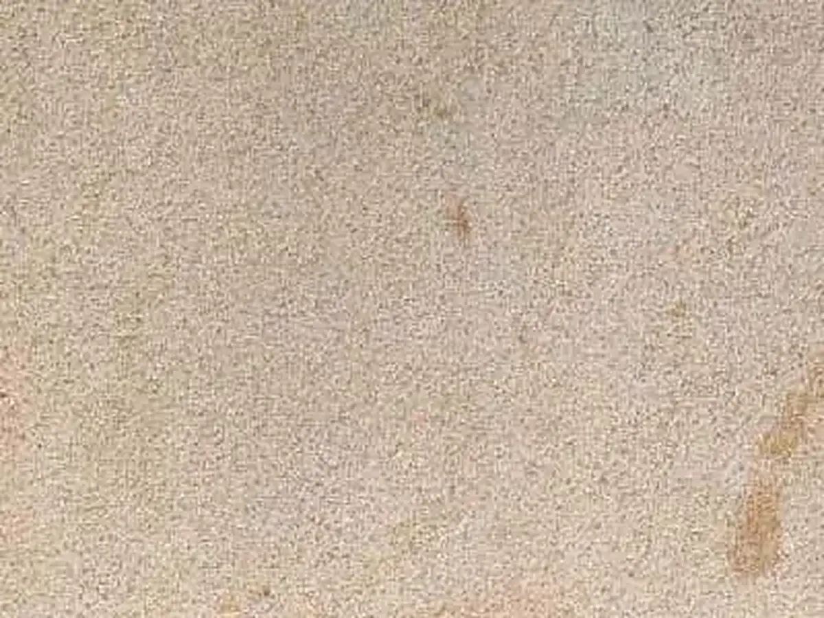 Zerkowice sandstone polished sample – Marmi di Carrara – beige (1)